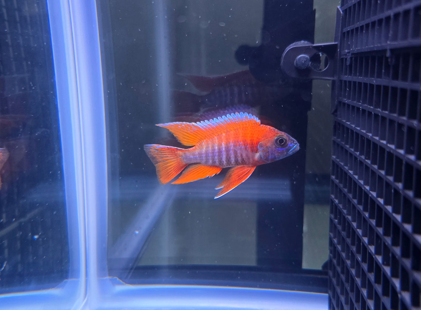 Eureka Red Jake