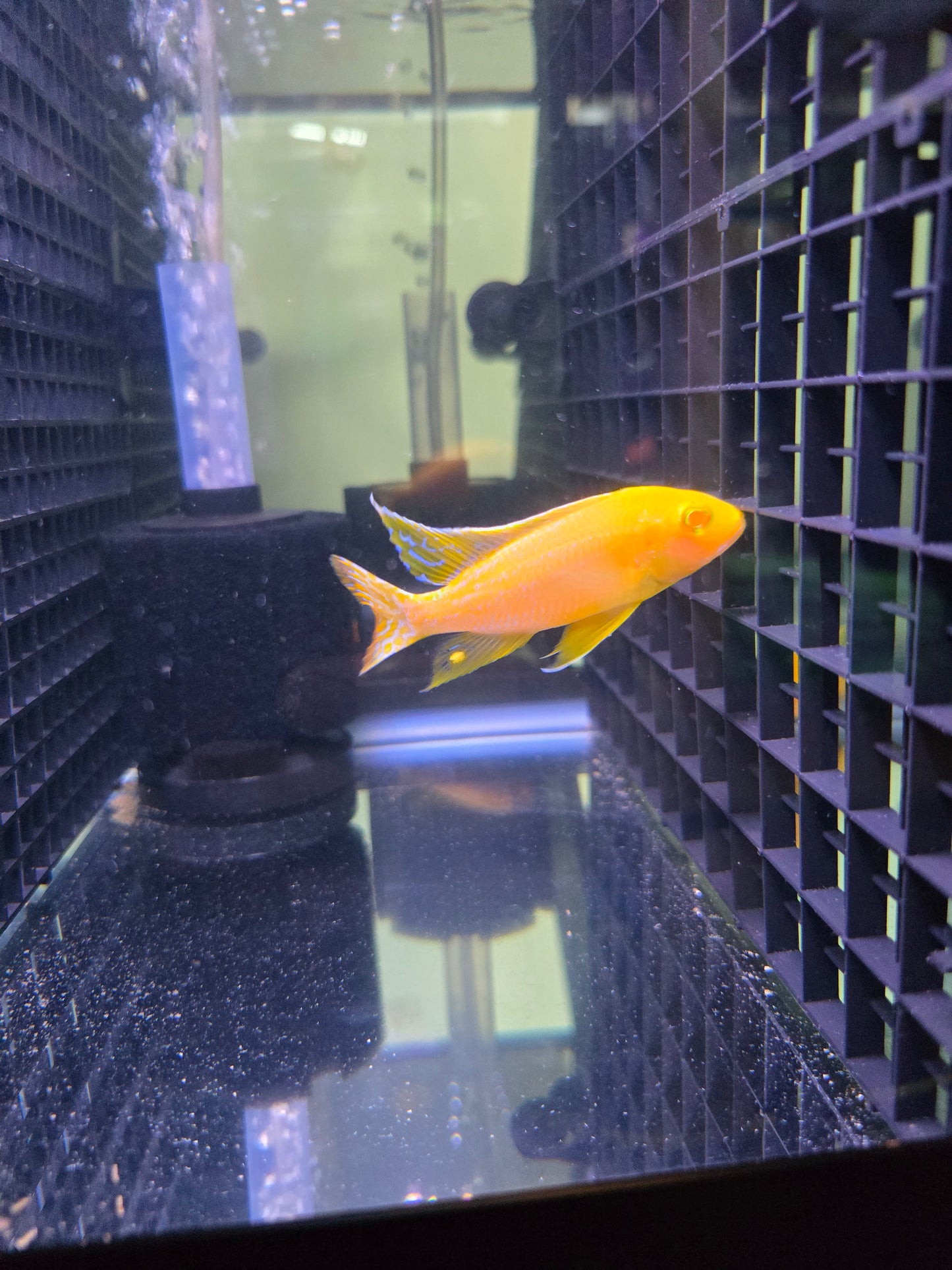 Albino Golden