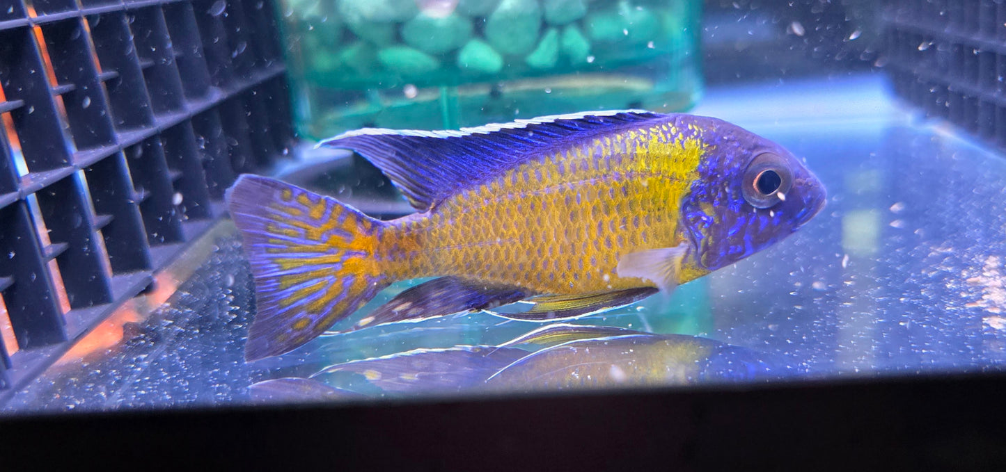 Ngarra Flametail