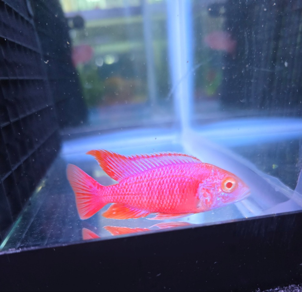 Albino Pink Platinum – J&J Cichlid Addiction Albino Pink Platinum – J&J Cichlid Addiction