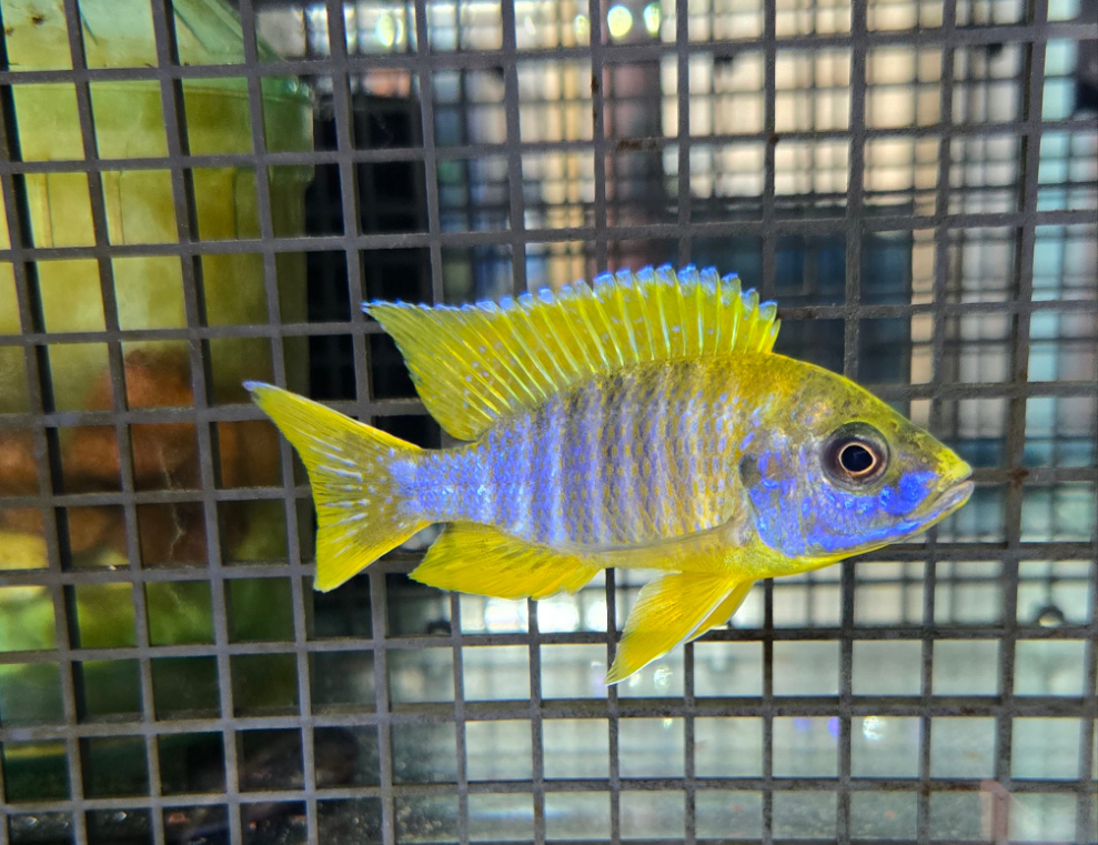 Lemon Jake Cichlid