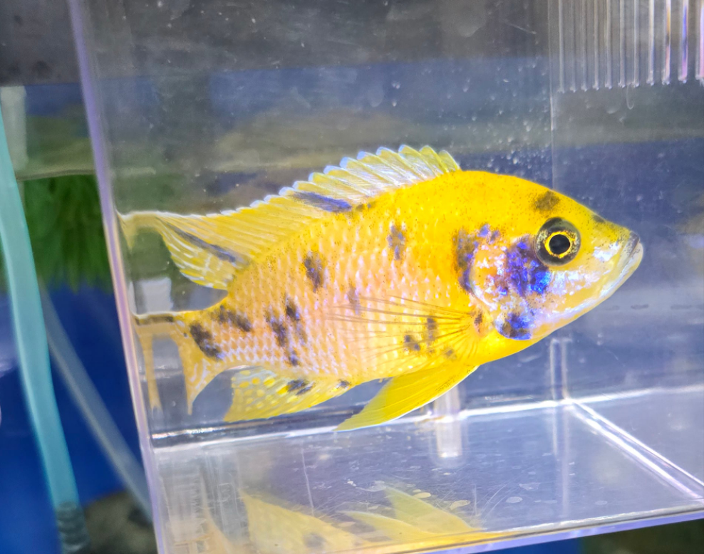Platinum yellow OB