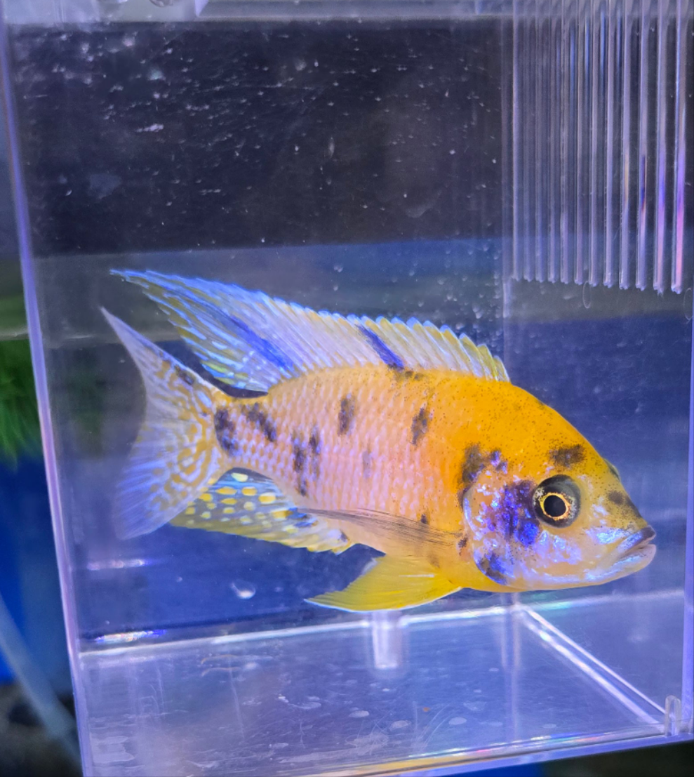 Platinum yellow OB