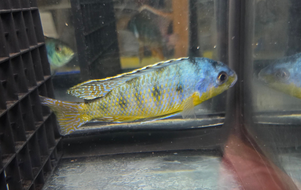 Pombo Reef Yellow Chin