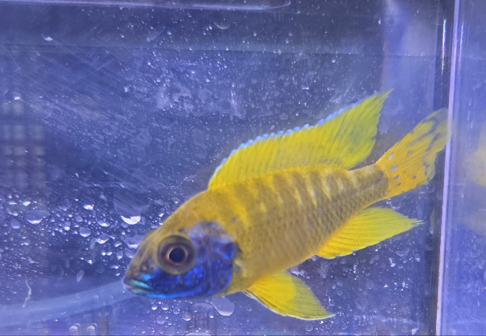 Sunshine Peacock
