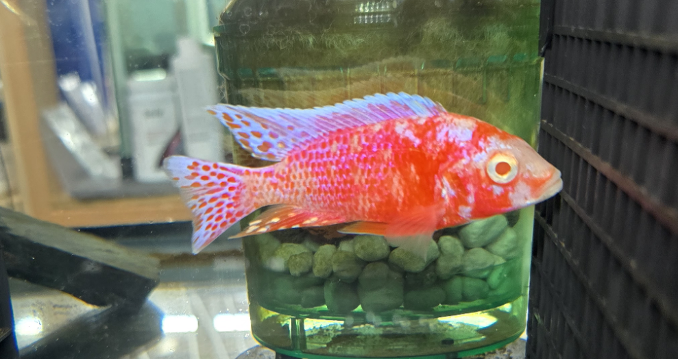 Albino ob