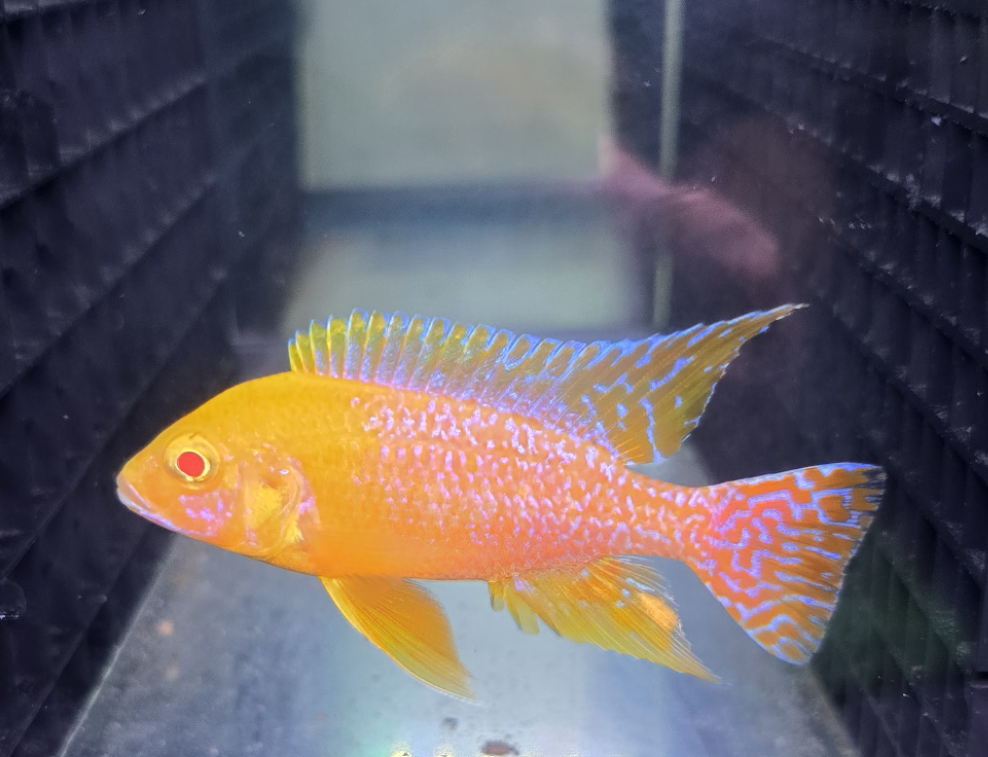Albino Golden