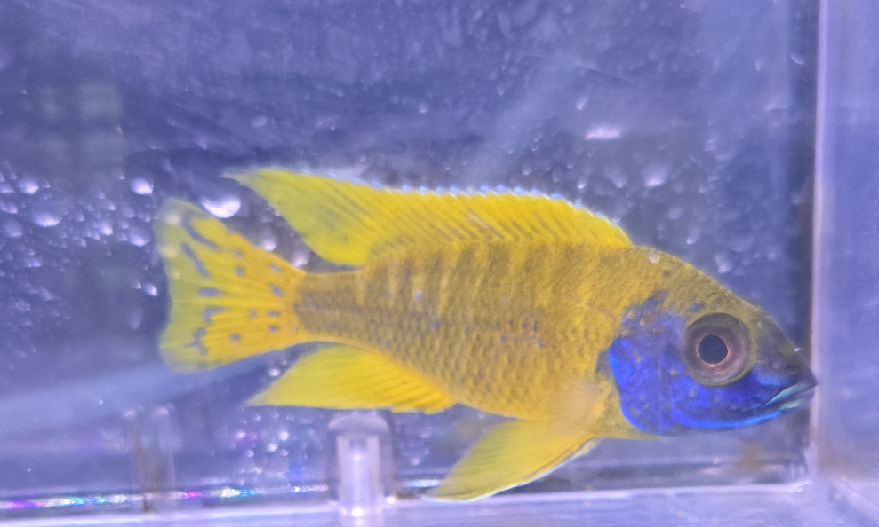 Sunshine Peacock
