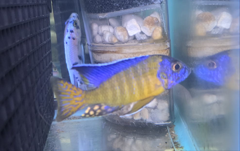 Ngarra Flametail