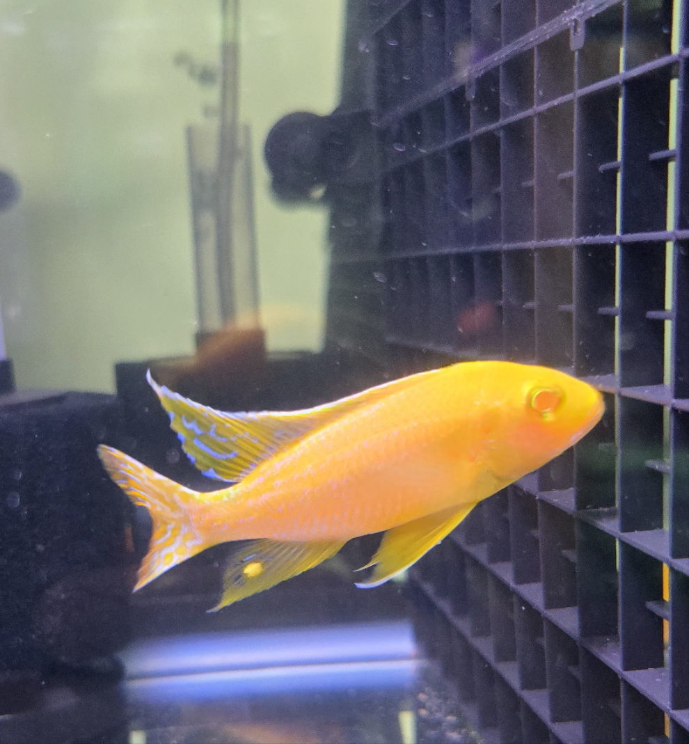 Albino Golden