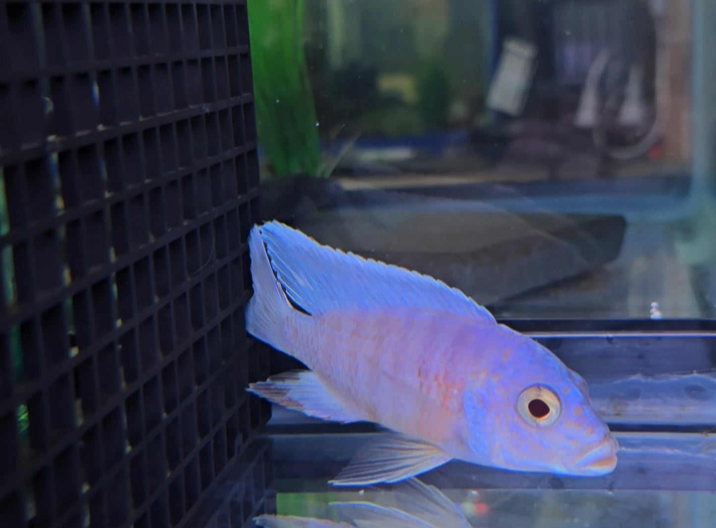 Albino Turkis