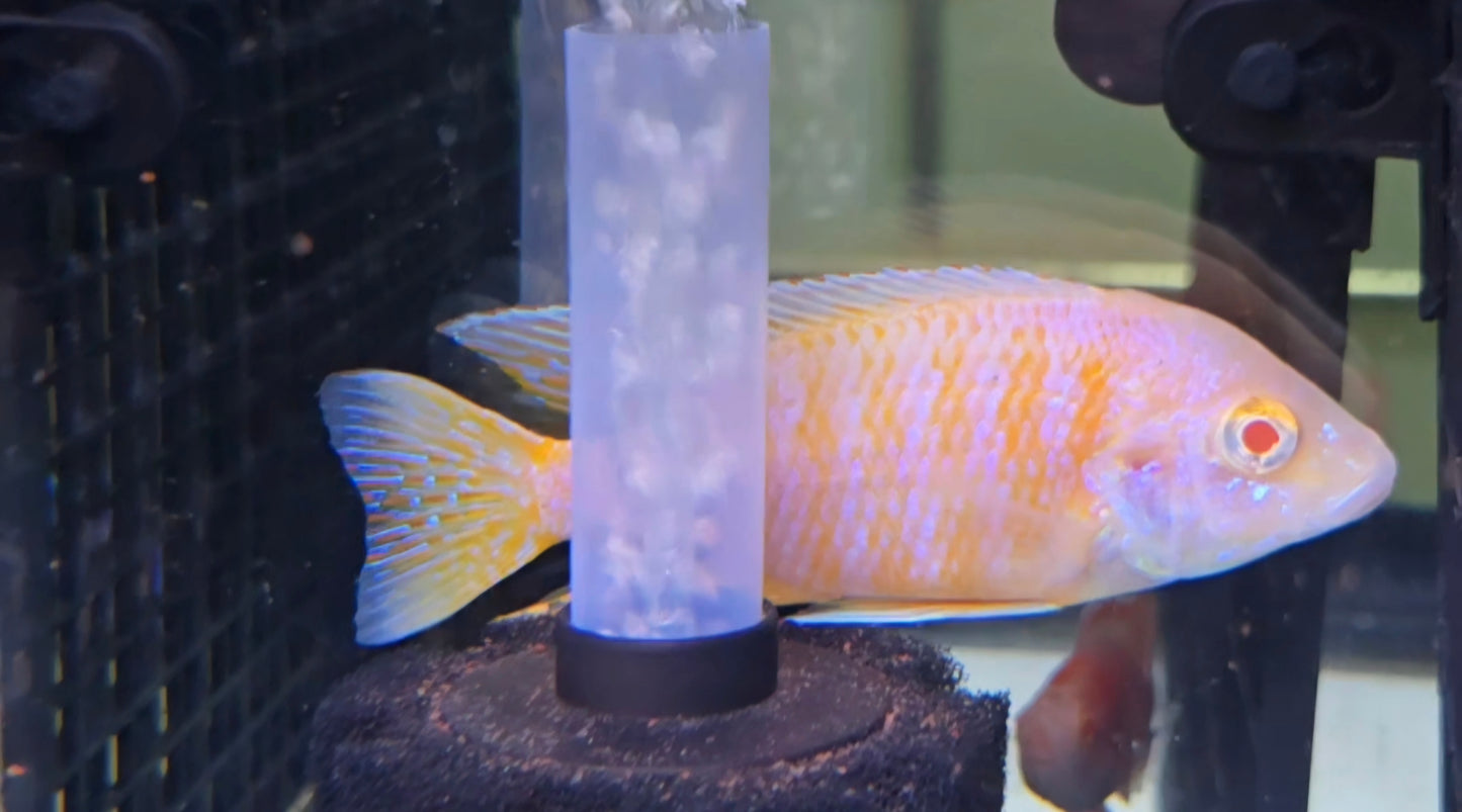 Albino Roberti