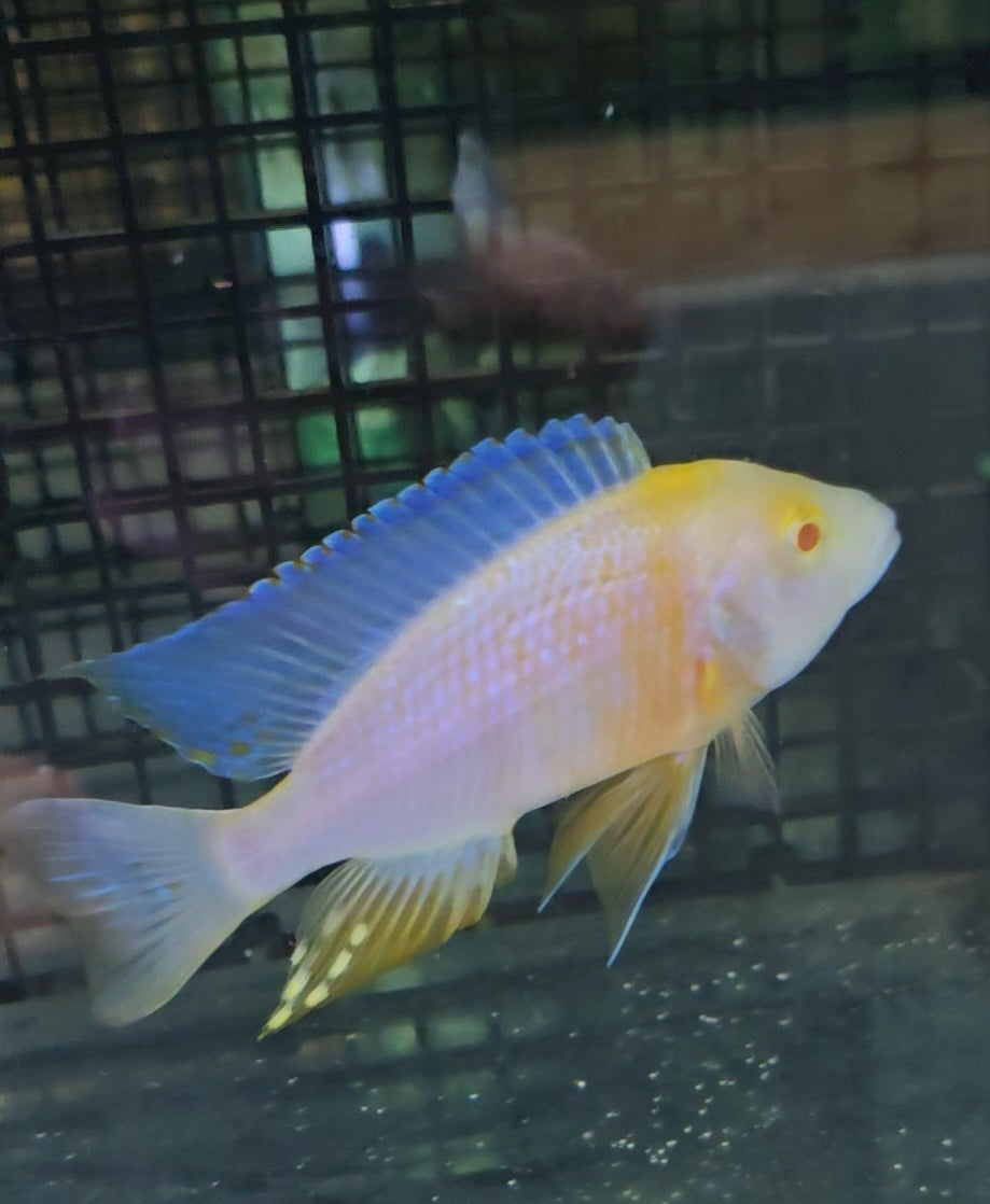 Albino Cobue