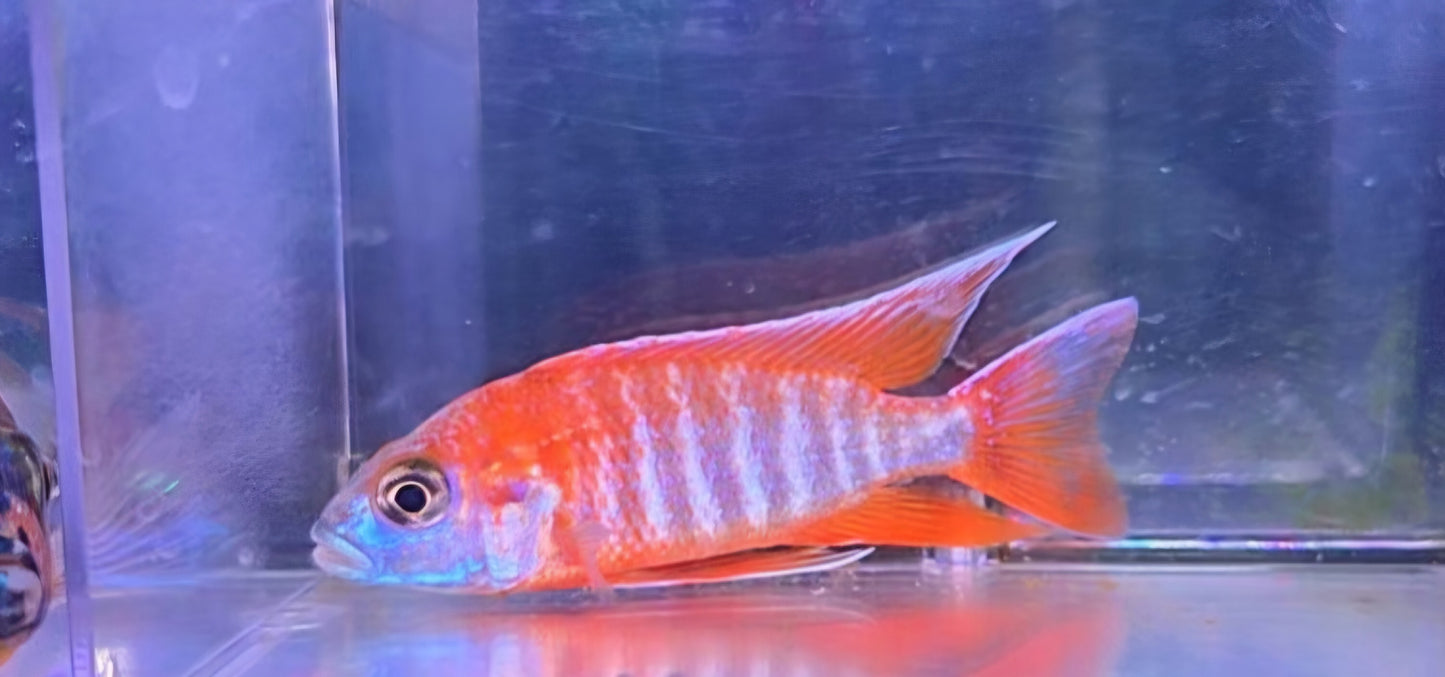 Eureka Red Jake