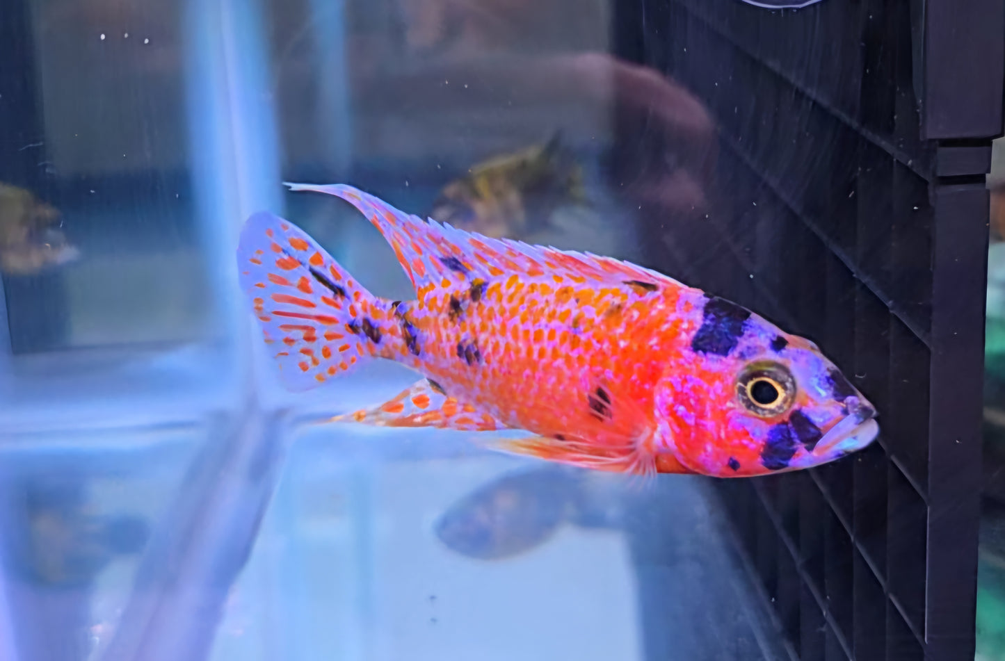 Orange/Pink OB 🍊💗
