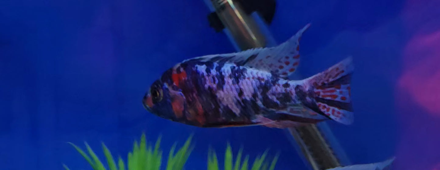 Red shoulder Blueberry OB