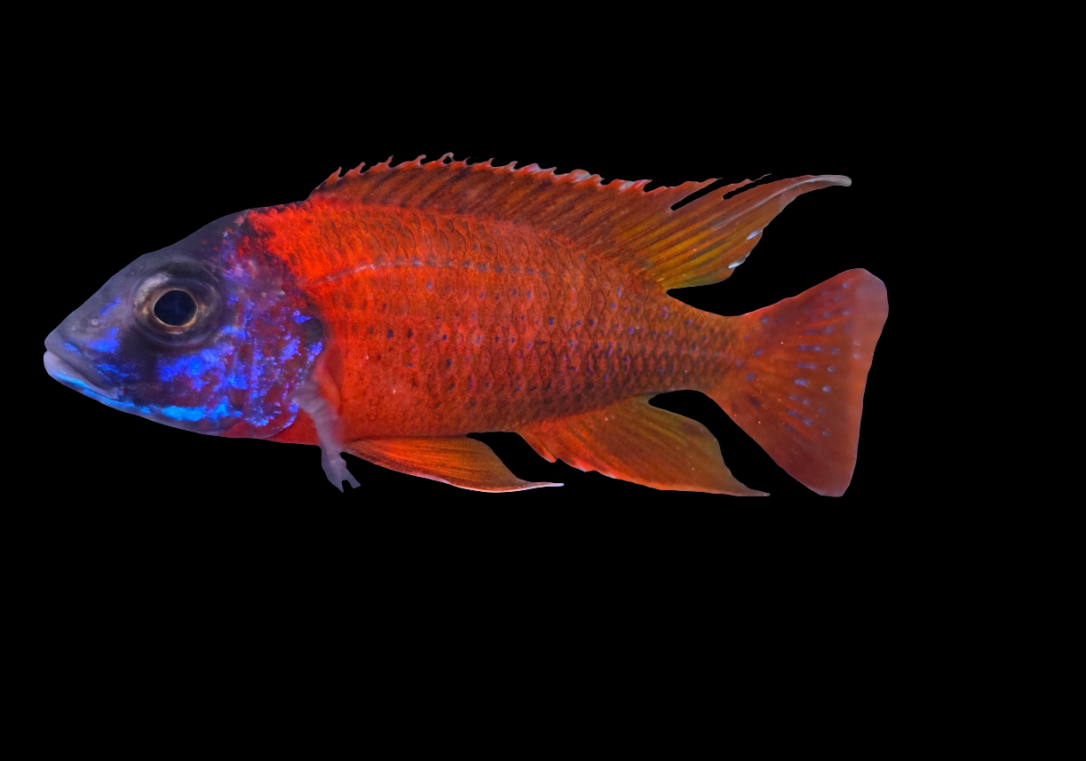 Ruby Red Peacock