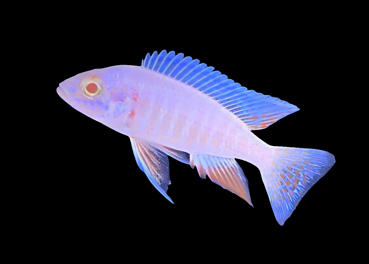 Albino Electric Fyeri