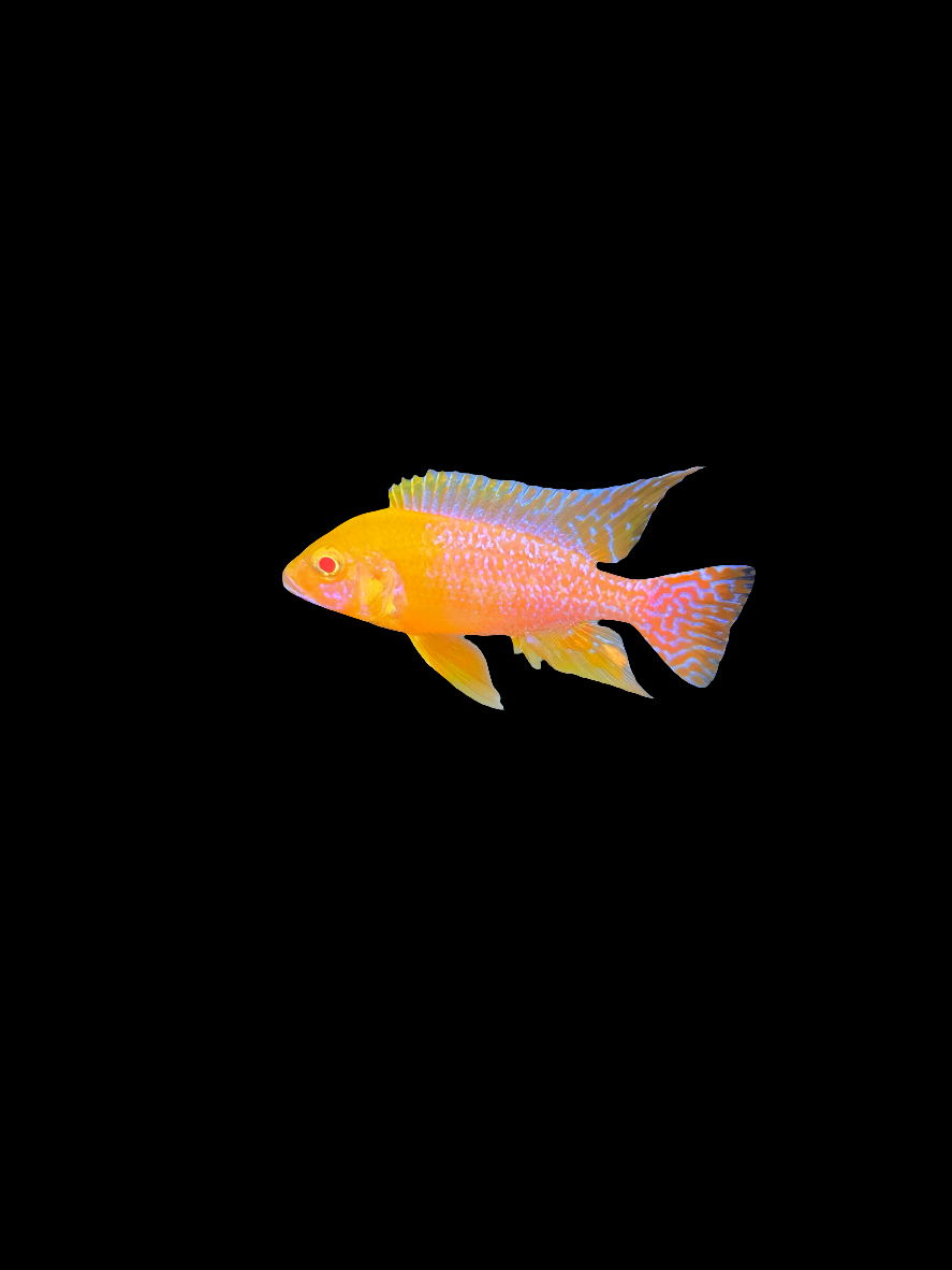 Albino Golden