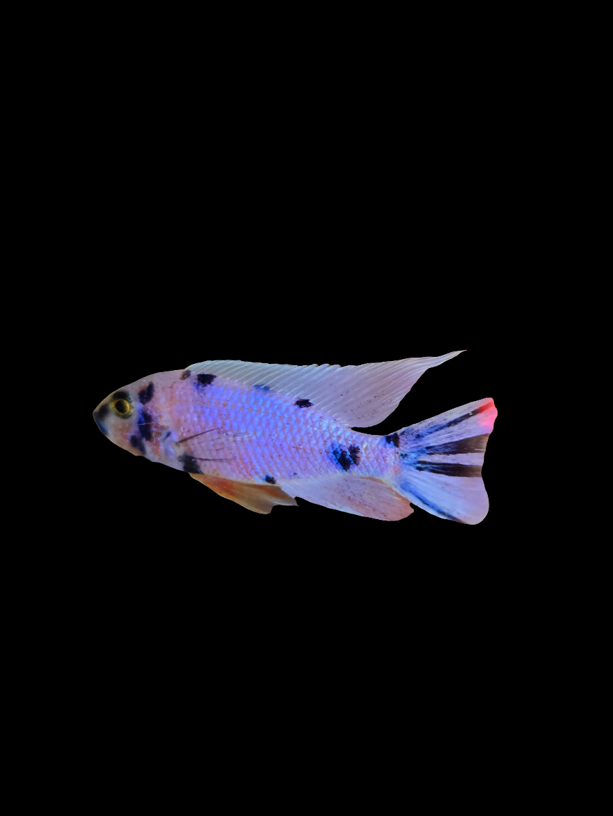 Platinum OB