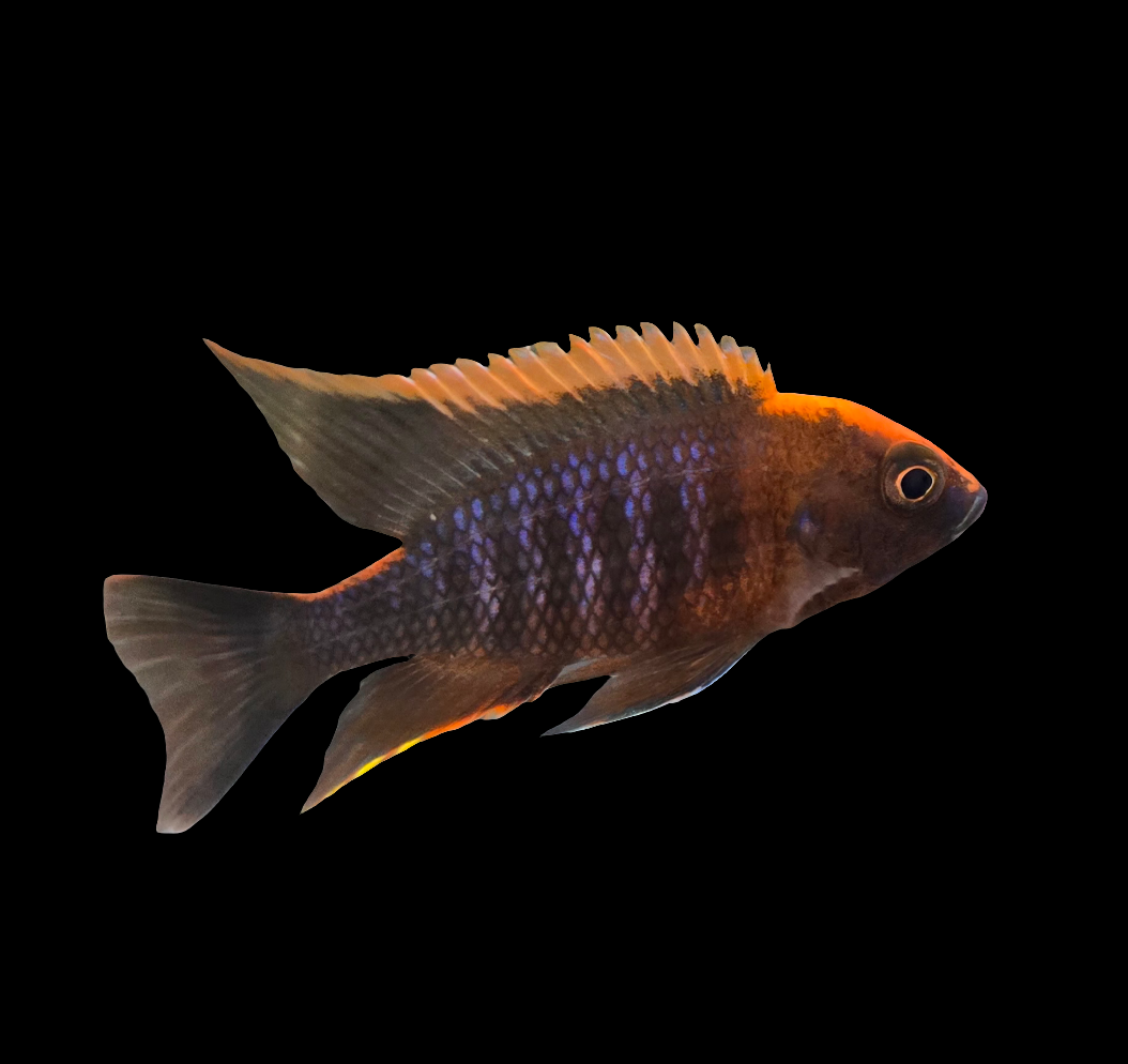 Maylandi Sulpherhead