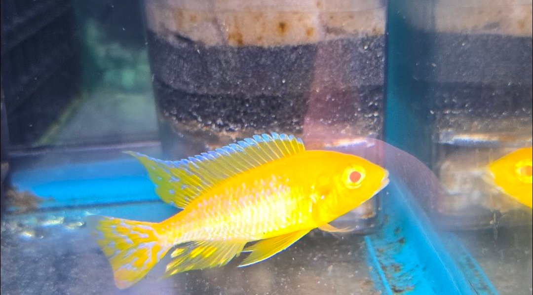 Albino Golden