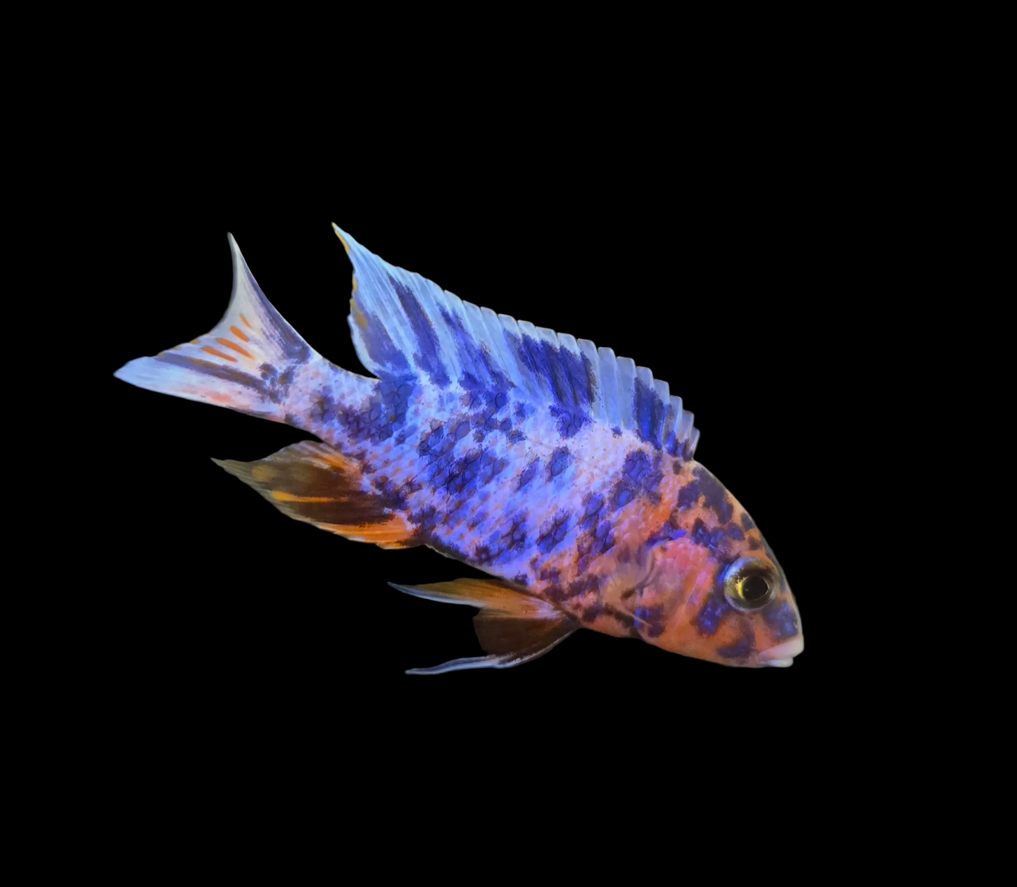 Blueberry OB x Ruby OB