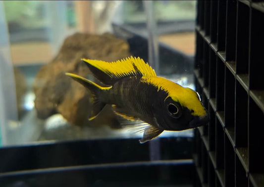 Otopharynx Lithobates (BOD)