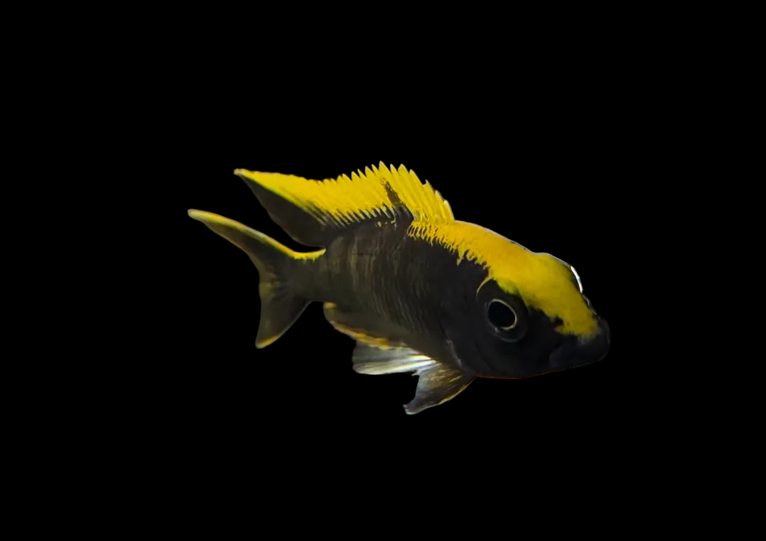 Otopharynx Lithobates (BOD)
