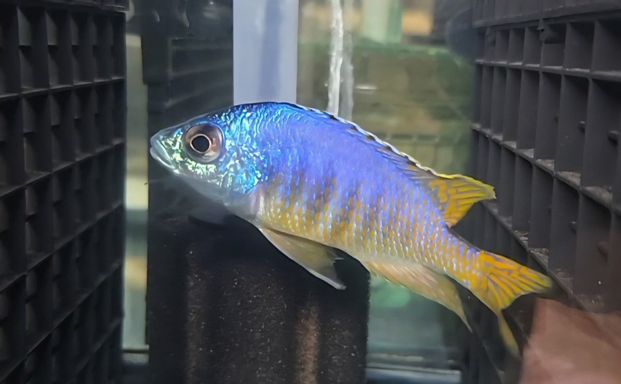 Jalo Reef