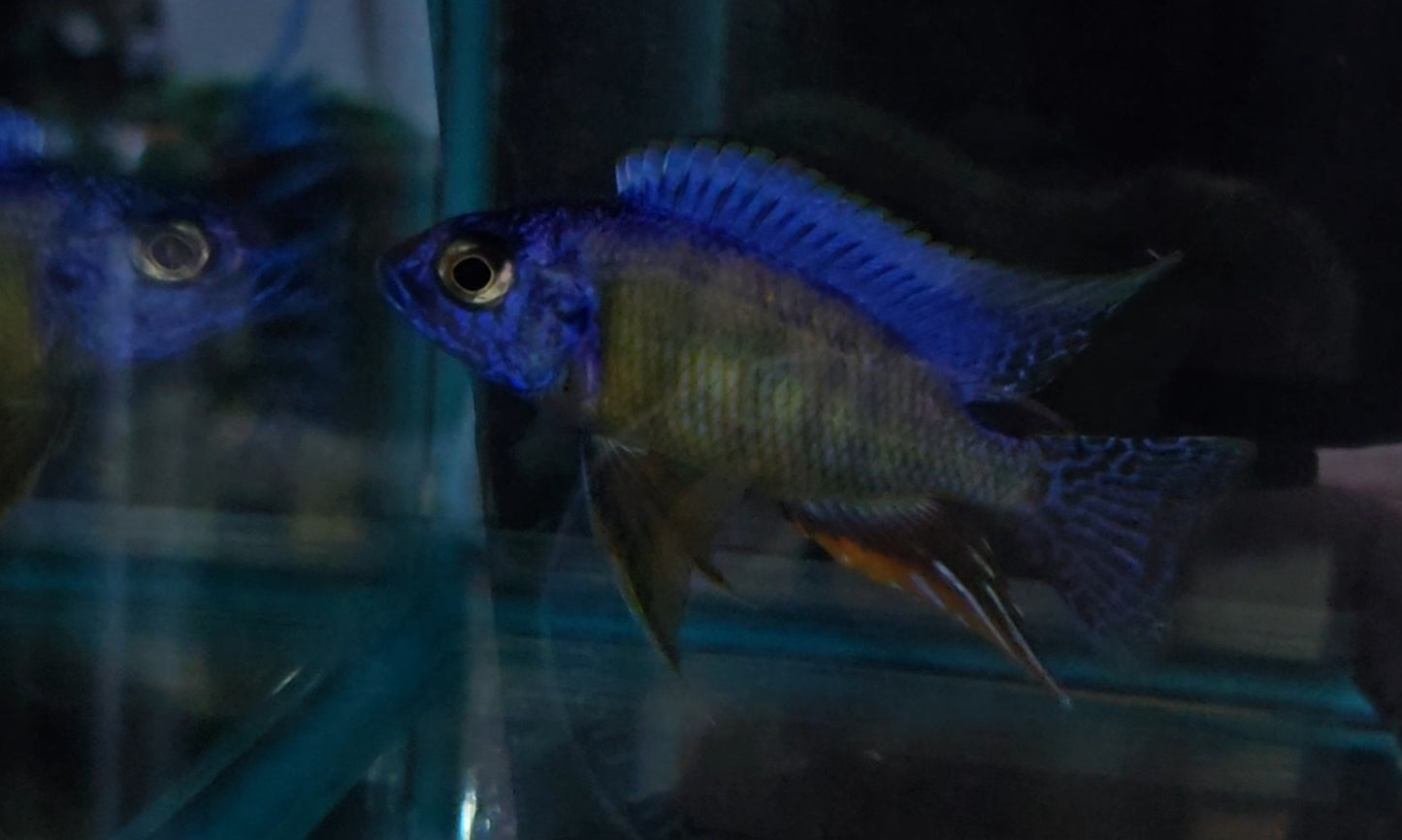 Taiwan Reef