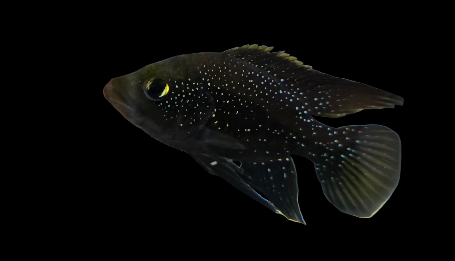 Starry Night Cichlid