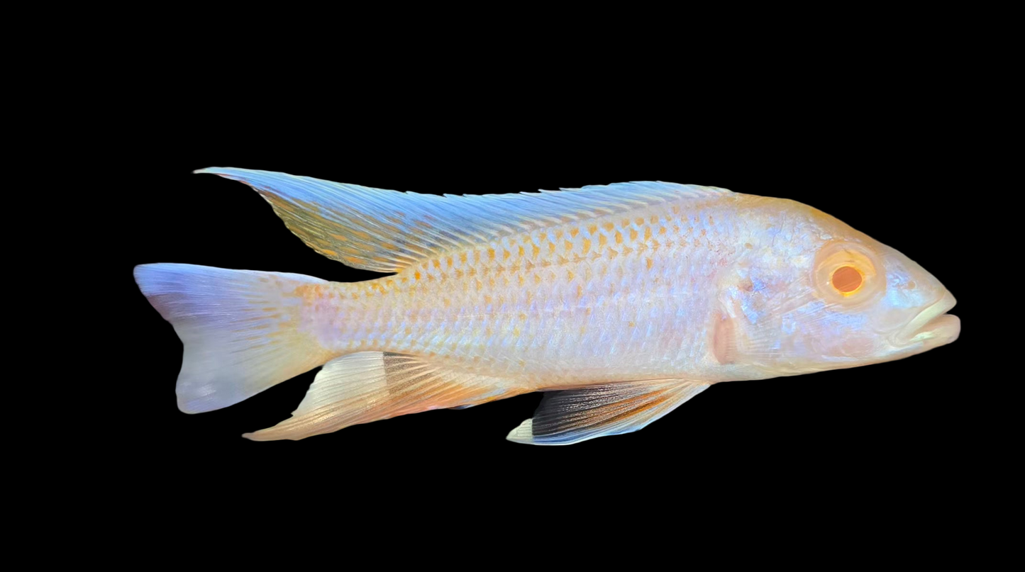 Platinum Albino Eureka