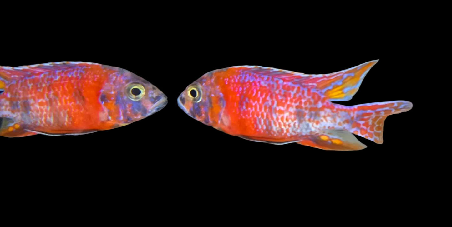Red OB #2