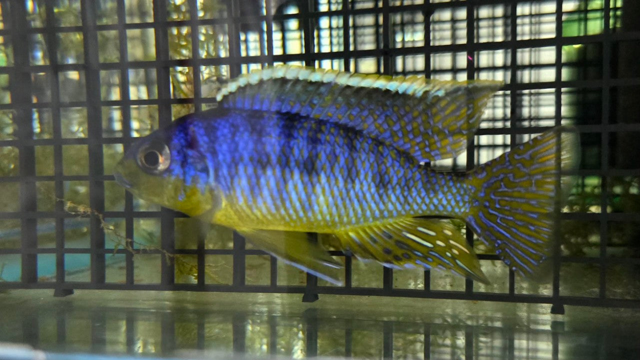 Pombo Yellow Chin