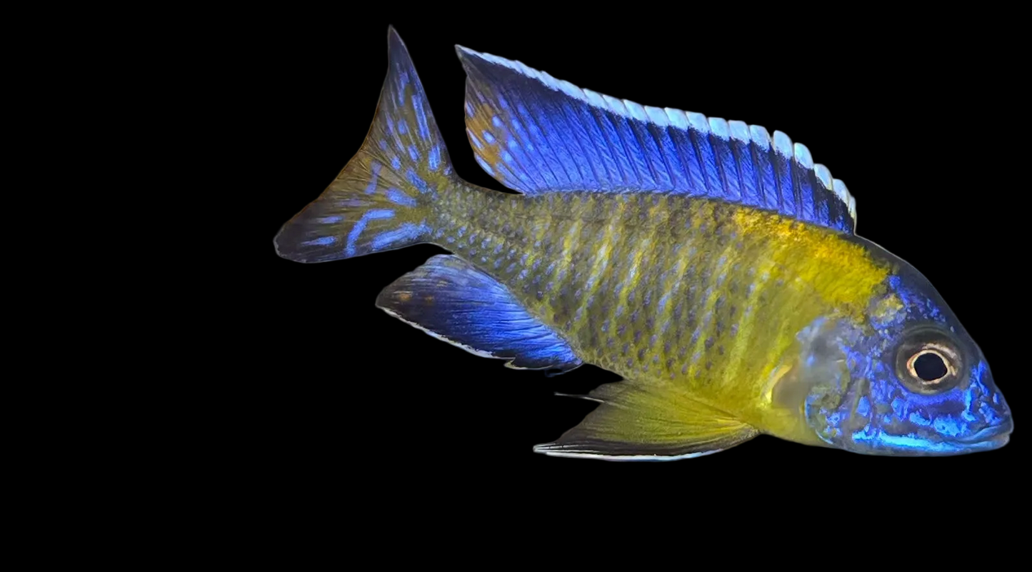 Blue and yellow fish on a black background