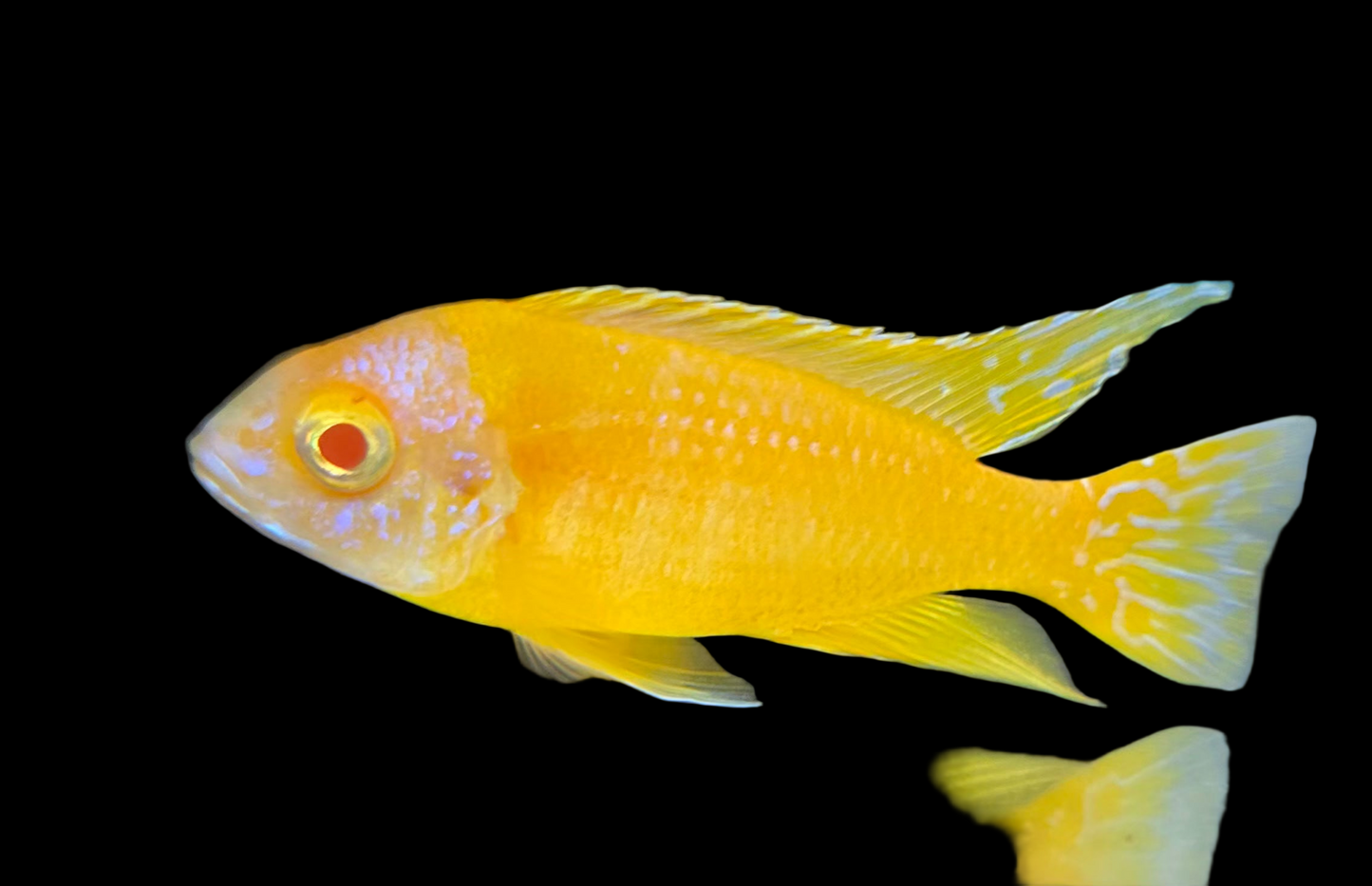 Albino Golden 🟡⚪️