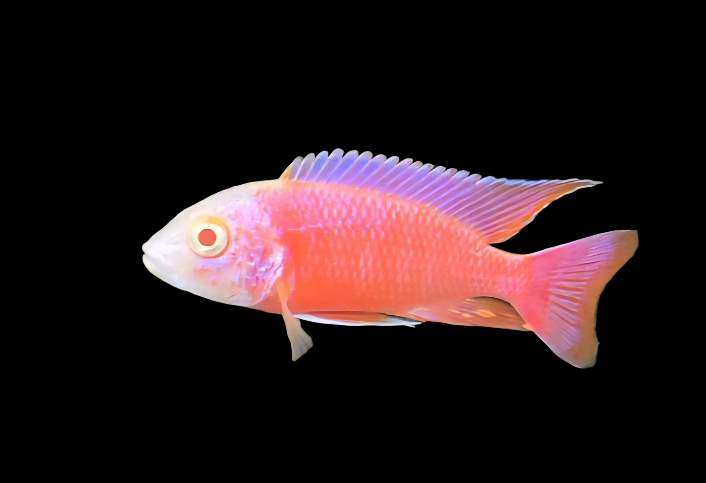 Albino Pink Platinum