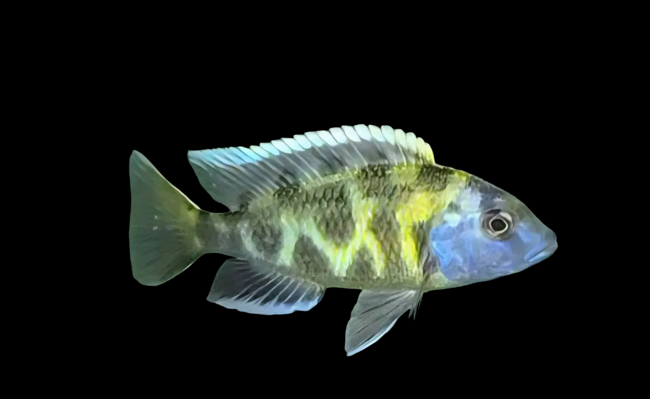 Venustus aka Giraffe Cichlid