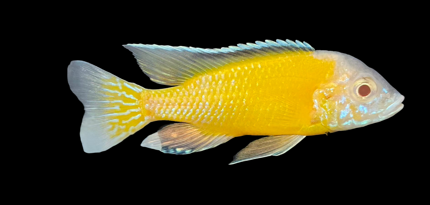 Albino Flavescent