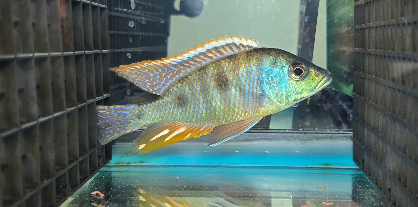 Otopharynx Tetrastigma