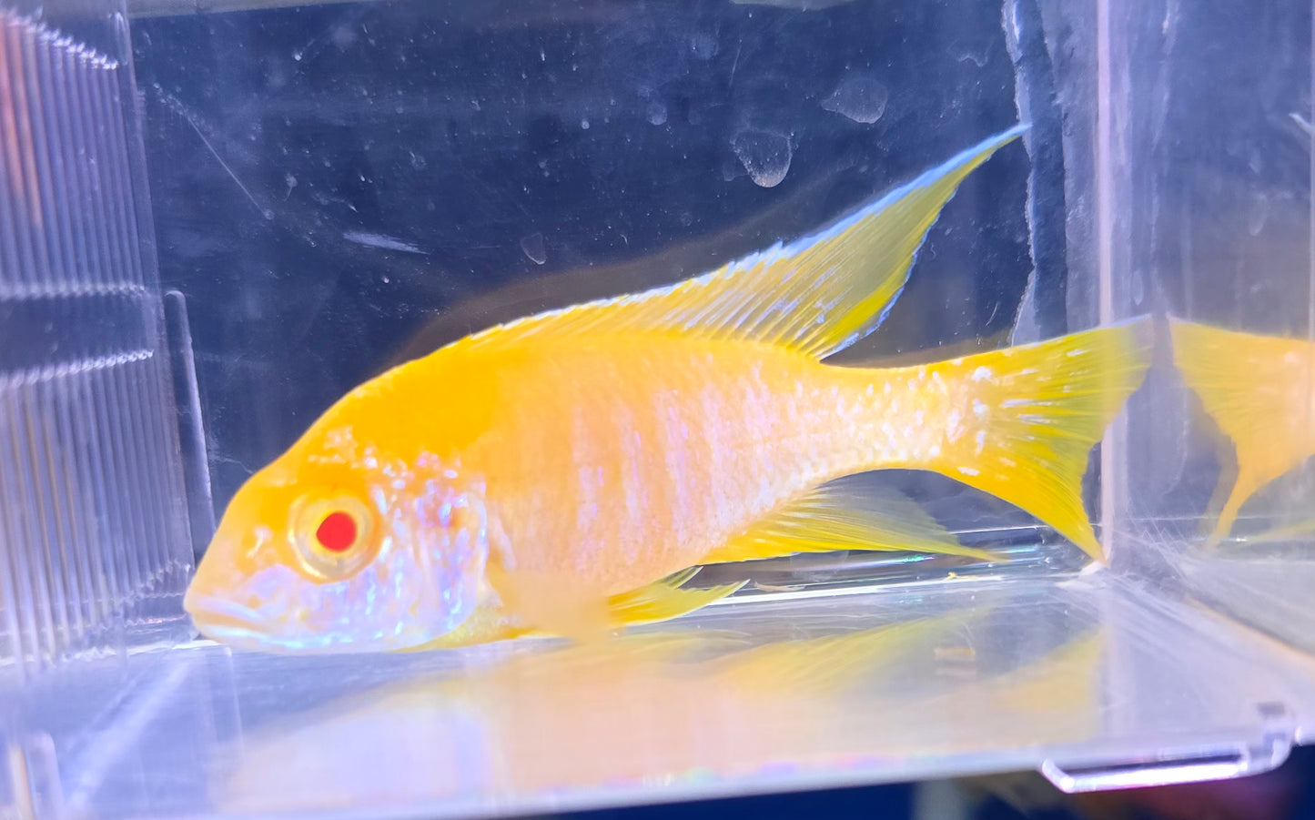 Albino Yellow Eureka