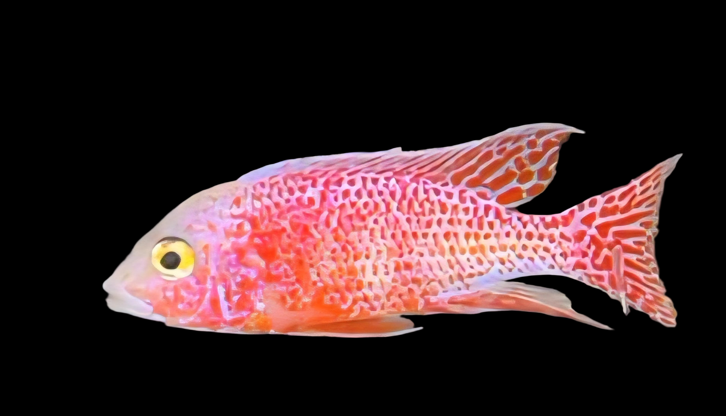 Red/Orange/White Dragonblood