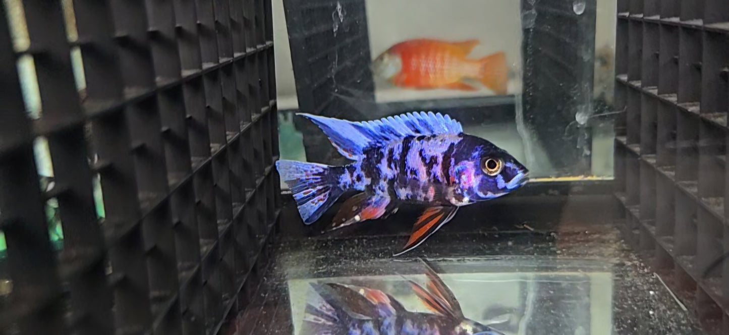 Blueberry Red fin