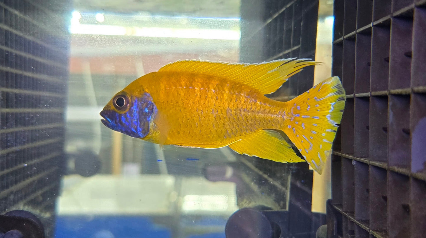 Sunshine Peacock
