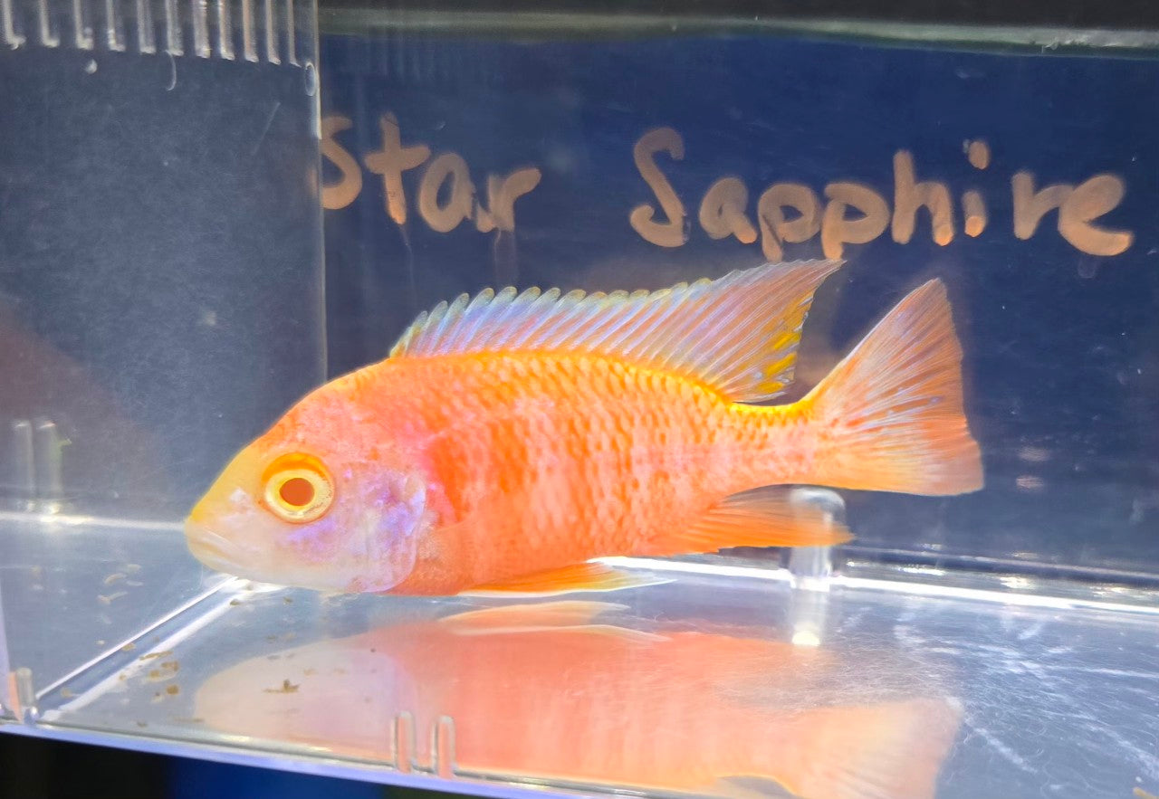 Albino Sherbet