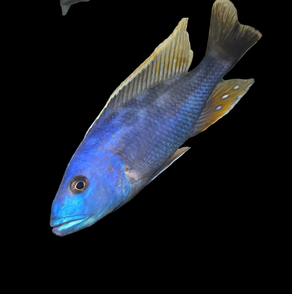 Nimbochromis Fusco