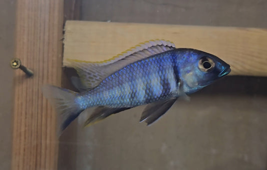 Deep Water Hap