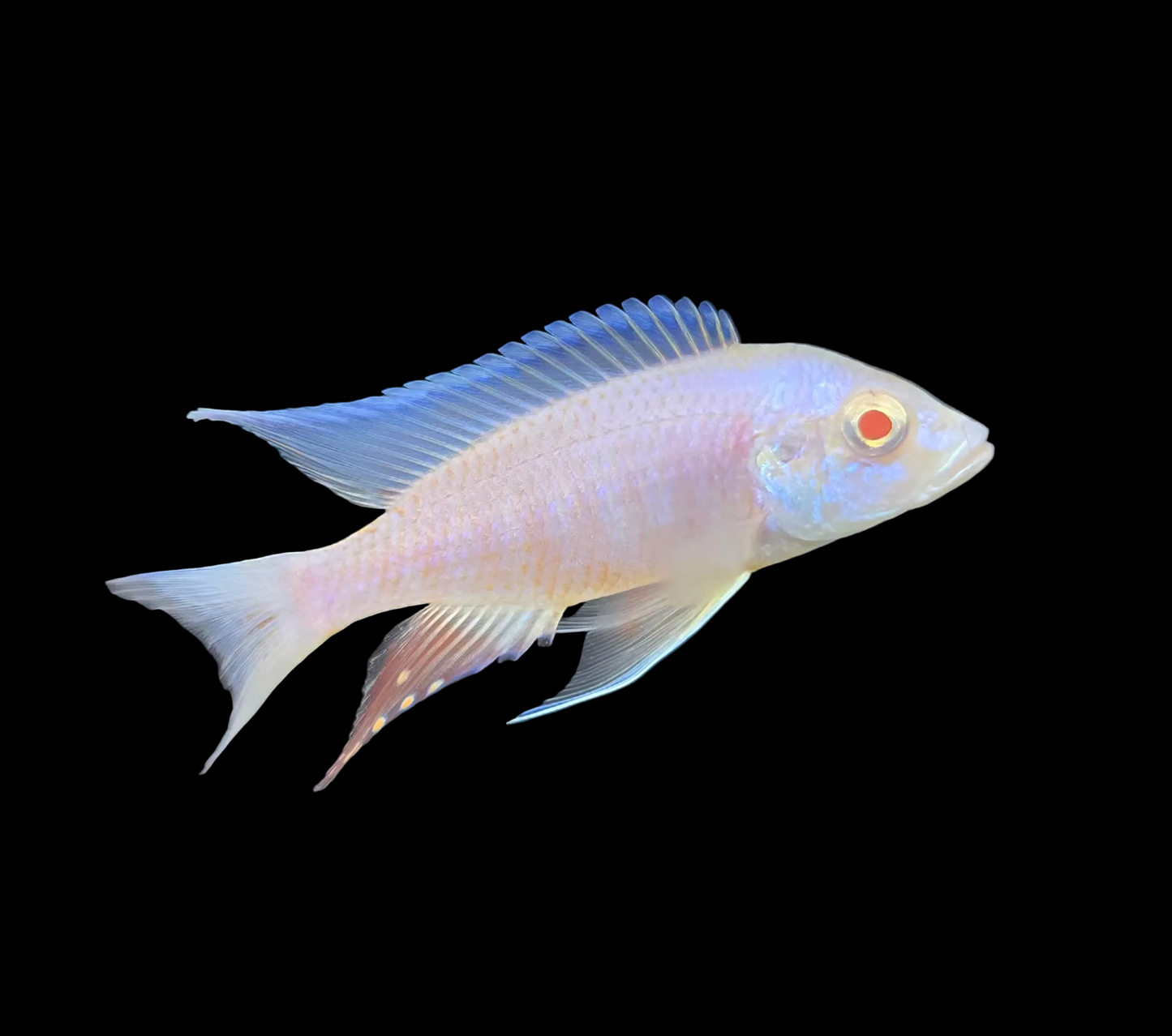 Platinum Albino Eureka