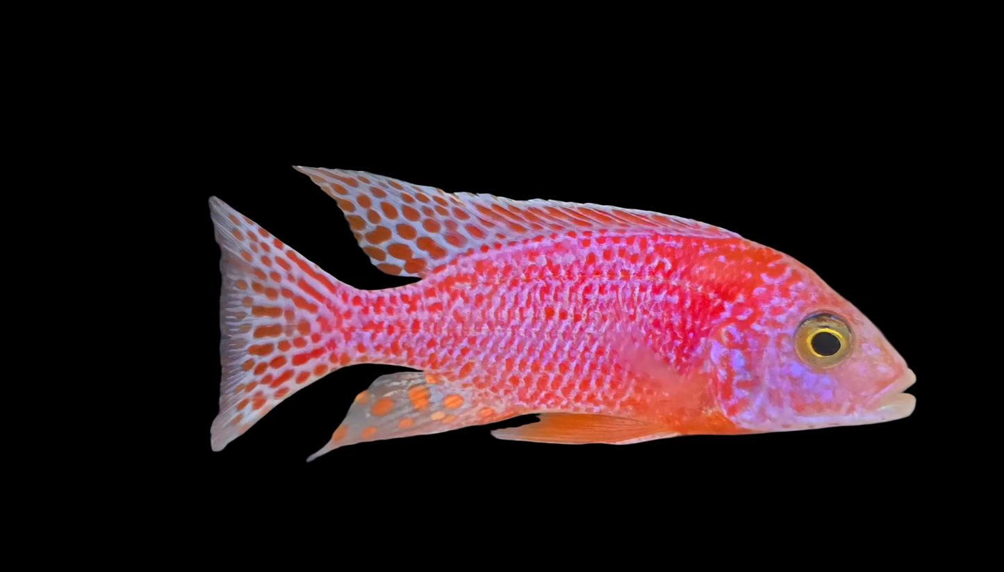 Red/Pink Dragonblood